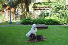 Birdie-und-Otto-unsere-Hunde